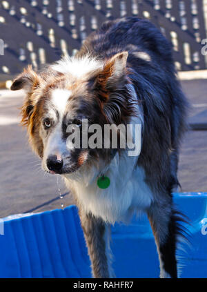 Ruben l'Australian Koolie Banque D'Images