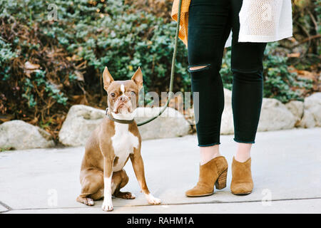 Voir de chien d'animal familier de terrier de Boston et de la moitié inférieure du corps d'une femme debout à côté de son chien à l'extérieur Banque D'Images