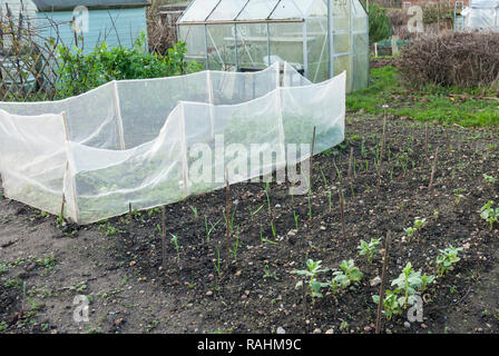 La culture de légumes en hiver sur un allotissement avec fèves, oignons, carottes en carotte fly filet et d'une rangée de pois d'hiver derrière. Banque D'Images