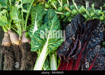 Les légumes d'hiver ; les cultures fraîches maison préparée à partir de l'attribution en décembre avec les choux de Bruxelles, Ruby et verte à carde et les suédois. Banque D'Images