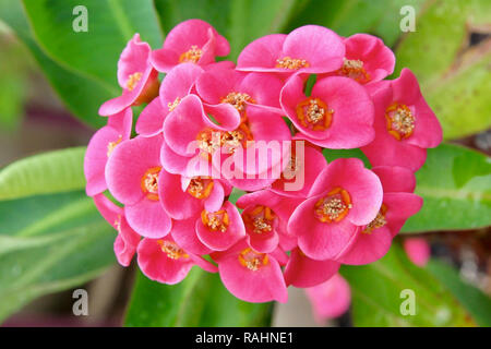 Euphorbia hybride ( rouge à lèvres ) Banque D'Images