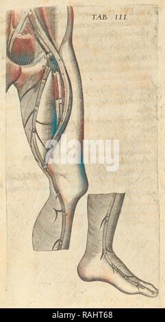 Artères de la jambe, Caspari Bauhini Basileensis Theatrvm anatomicum : novis figuris oeneis illustratum et in lucem repensé Banque D'Images