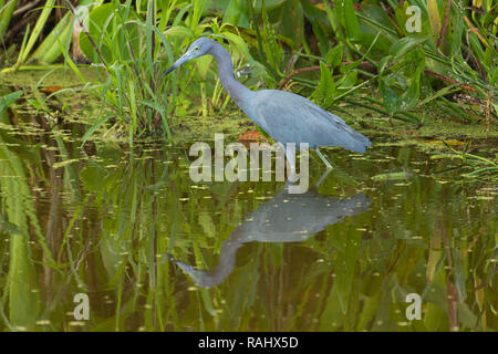 Little blue heron (Egretta caerulea), sanctuaire des eaux paisibles, Wellington, en Floride Banque D'Images