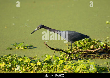 Little blue heron (Egretta caerulea), sanctuaire des eaux paisibles, Wellington, en Floride Banque D'Images