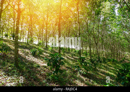 L'agriculture de plantation de caoutchouc / rubber arbres forêt sur hill en Asie et du soleil coucher du soleil avec caféier en vertu de l'agriculture mixte plantation de caoutchouc Banque D'Images