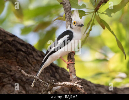 White-crested Helmetshrike (Prionops plumatus) Banque D'Images