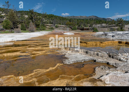 Mammoth Hot Springs est un grand complexe de hot springs, sur une colline de travertin dans le Parc National de Yellowstone. Wyoming, USA Banque D'Images