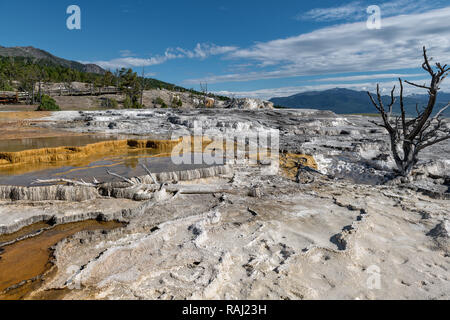 Mammoth Hot Springs est un grand complexe de hot springs, sur une colline de travertin dans le Parc National de Yellowstone. Wyoming, USA Banque D'Images