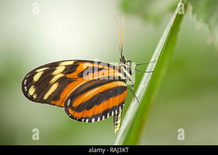 Ismenius Tiger ou Tiger Heliconian (Heliconius ismenius), Papillon tropical, jardin des papillons de Friedrichsruh, Schleswig-Holstein Banque D'Images