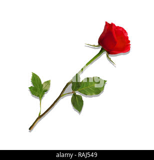 Illustration de photo-réalistes et très détaillé de fleur rose rouge isolé sur fond blanc. Beau bouton de rose rouge sur longue tige. Clip art pour Banque D'Images