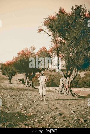 Vallées de Josaphat et de Hinnom oliveraie dans la vallée de Josaphat, 1900, Jérusalem, Israël. Repensé Banque D'Images