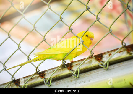 Cage à perroquet / Perruche oiseau dans la cage - Jaune de perruche perruche perroquet oiseau commun dans animal farm Banque D'Images