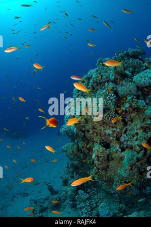 Goldies mer fée basslets, Jevel ( Pseudanthias squamipinnis), Red Sea, Egypt, Africa Banque D'Images