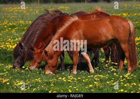 Trois chevaux Islandais de pâturage (Equus caballus przewalskii f.), sur une prairie en fleurs, Schleswig-Holstein, Allemagne Banque D'Images