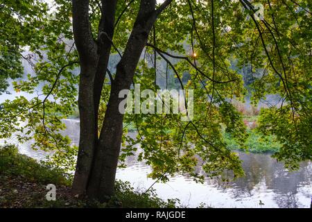 Érable de Norvège (Acer platanoides) à la rivière Isar, dans la réserve naturelle, près de Oberhummel Isarauen, Haute-Bavière, Bavière, Allemagne Banque D'Images