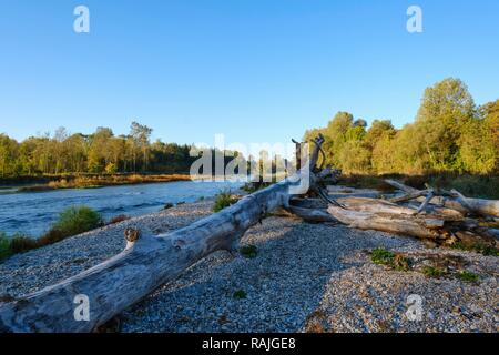 Les troncs des arbres se trouvent sur le gravier sur la banque l'Isar, réserve naturelle Isarauen entre Hangenham et Moosburg, district de Freising Banque D'Images