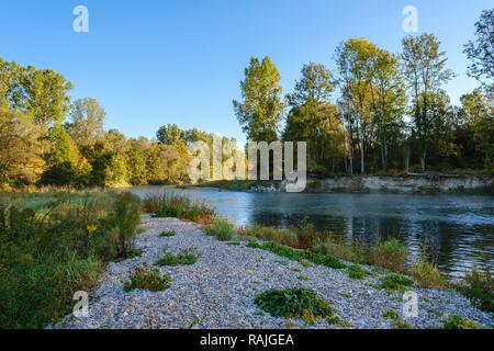 L'Isar, réserve naturelle Isarauen entre Hangenham et Moosburg, près de Niederhummel, district de Freising, Haute-Bavière, Bavière Banque D'Images