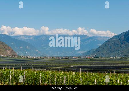 Vignobles dans la vallée en face de la montagne, de la superficie viticole, le lac de Caldaro, Caldaro, le Trentin, le Tyrol du Sud, Italie Banque D'Images