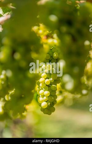 Les raisins verts, la vigne, le vignoble, le lac de Caldaro, Caldaro, le Trentin, le Tyrol du Sud, Italie Banque D'Images