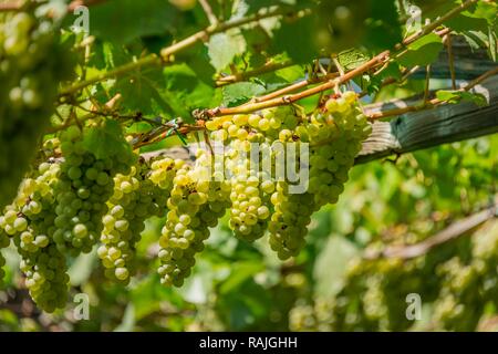 Les raisins verts, la vigne vigne, le vignoble, le lac de Caldaro, Caldaro, Trentino, Tyrol du Sud, Italie Banque D'Images