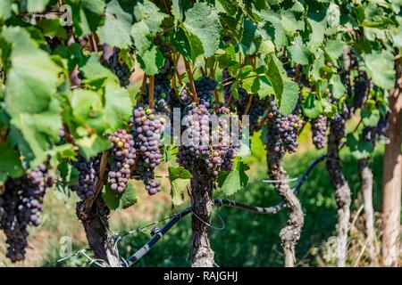 Le raisin bleu, la vigne vigne, le vignoble, le lac de Caldaro, Caldaro, Trentino, Tyrol du Sud, Italie Banque D'Images
