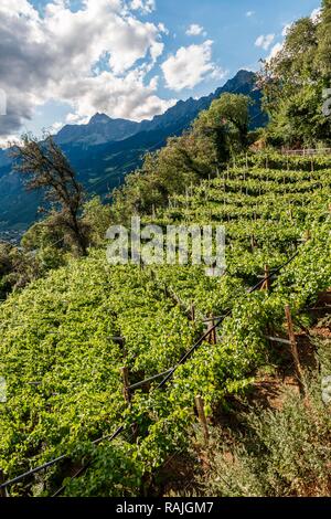 Vignes, le vignoble, le lac de Caldaro, Merano, le Trentin, le Tyrol du Sud, Italie Banque D'Images