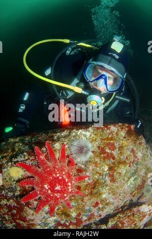 Plongeur et Crossaster papposus Sunstar (commune), de la mer de Barents, de la Russie, de l'Arctique Banque D'Images