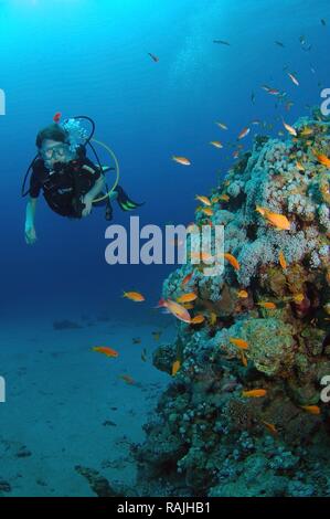 Mer et plongeur goldies, Jevel basslets fée (Pseudanthias squamipinnis), Red Sea, Egypt, Africa Banque D'Images