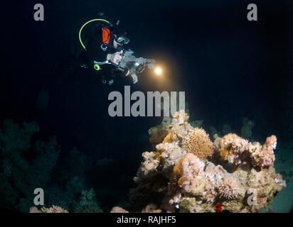 La plongée de nuit, le caméraman et de récifs coralliens, Red Sea, Egypt, Africa Banque D'Images