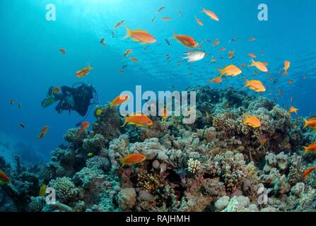 Goldies mer fée basslets, Jevel (Pseudanthias squamipinnis), Red Sea, Egypt, Africa Banque D'Images