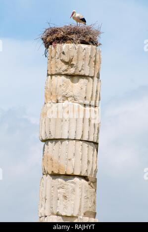 Dans le nid de cigognes, Temple d'Artémis, ville antique d'Éphèse, la FEAS, la Turquie, l'Asie occidentale Banque D'Images