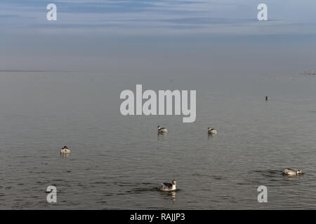 Les petits canards dans le lac de Epecuen. Le ciel est mélangé avec les eaux de la côte sur l'horizon. Banque D'Images