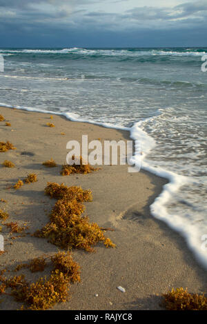 Plage, Parc de South Beach, Boca Raton, Floride Banque D'Images