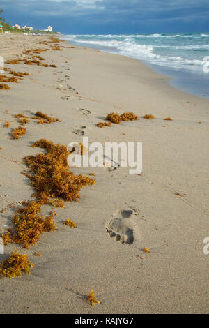 Plage, Parc de South Beach, Boca Raton, Floride Banque D'Images