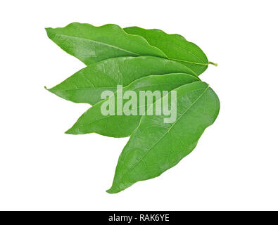 Vue de dessus de Yanang leaf isolé sur fond blanc Banque D'Images