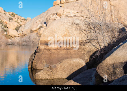 Une grande tache filigranes rock à un point d'eau dans la région de Joshua Tree National Park, California, USA Banque D'Images