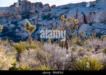 Joshua Trees (Yucca brevifolia) ou arbres Yucca s'élever au-dessus du désert de plus en plus faible dans le feuillage devant de grands rochers de granit à Joshua Tree Nat Park Banque D'Images