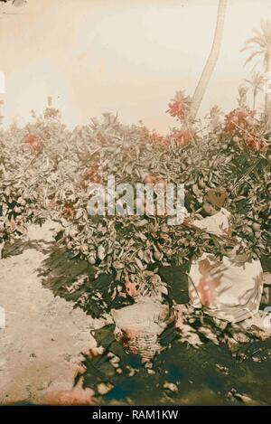 La culture d'orange de Jaffa. Picking oranges 1900, Israël, Tel Aviv. Repensé par Gibon. L'art classique avec une touche moderne repensé Banque D'Images