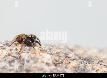 Araignée sauteuse Banque D'Images