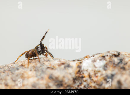 Araignée sauteuse Banque D'Images