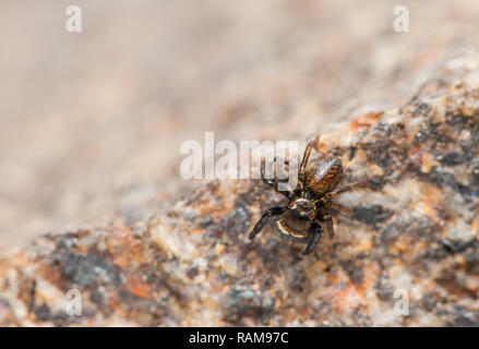 Araignée sauteuse Banque D'Images