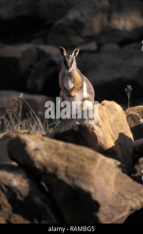 KANGOUROU À PIEDS JAUNES (PETROGALE XANTHOPUS) ZOO DE DUBBO, NEW SOUTH WALES, AUSTRALIE. Banque D'Images
