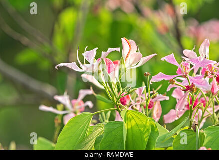 Fleurs rose Gros plan Phanera Purpurea isolé sur fond Nature Banque D'Images