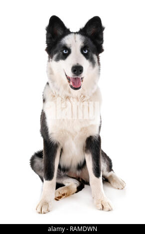 Yakutian laika in front of white background Banque D'Images