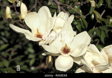 MAGNOLIA Fleurs blanc Banque D'Images