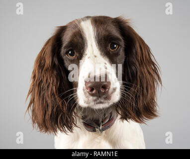 Chiot springer Spaniel, 1 an, foie et blanc, femme, Royaume-Uni. Banque D'Images