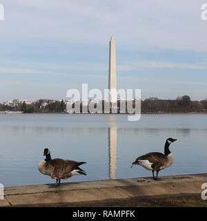 Beijing, Chine. Dec 30, 2018. Photos prises le 30 décembre 2018 montre les oies sauvages au National Mall et Memorial Parks salon à Washington, DC, aux Etats-Unis. Credit : Liu Jie/Xinhua/Alamy Live News Banque D'Images