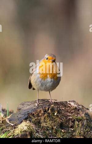 Kidderminster, UK. 4 janvier, 2019. Météo France : sur un matin très froid, avec des températures qui luttent pour atteindre même 2 degrés, en jardin les oiseaux sont à la recherche de tout ce qu'ils peuvent trouver. Étant donné qu'une grande partie de la population britannique admet à être épris de nature active individiuals, nos espèces sauvages indigènes, y compris cette région isolée, perky robin (Erithacus rubecula aux abords d'oiseaux) a de bonnes chances de survie par la saison froide d'hiver. Credit : Lee Hudson/Alamy Live News Banque D'Images