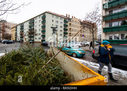 Dresde, Allemagne. 08Th Jan, 2019. Les arbres de Noël sont désaffectées dans un récipient dans un point de collecte. Dans de nombreuses villes et communautés il y a des points de collecte publics pour les arbres après Noël, et de centres de recyclage acceptent aussi la verdure, gratuitement. (Dpa 'Ausgenadelt - ce qui arrive à tous les vieux arbres de Noël' à partir de 05.01.2019) Crédit : Monika Skolimowska/dpa-Zentralbild/dpa/Alamy Live News Banque D'Images