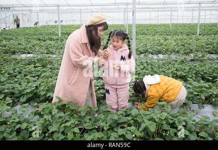 Hangzhou, Chine, Province de Zhejiang. 4 janvier, 2019. Les touristes cueillir des fraises dans une serre en Yangcunqiao Ville de Huzhou ville, est de la Chine, la province du Zhejiang, le 4 janvier 2019. La ville a développé une industrie de la fraise avec un total zone de plantation de 81 200 um (environ 5 413 hectares), la génération de 3,96 milliards de yuans (environ 576,73 millions de dollars américains). Credit : Weng Xinyang/Xinhua/Alamy Live News Banque D'Images